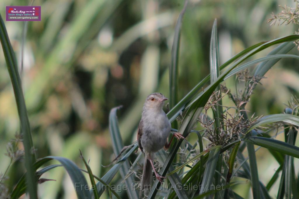 20170709bird-yuenlong_DSC9414.JPG