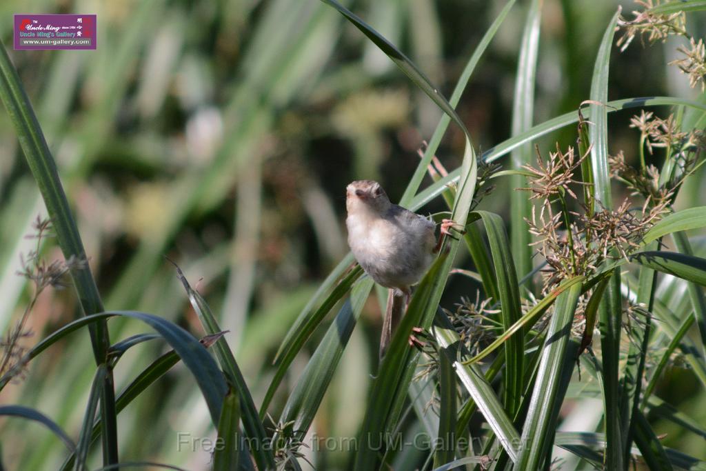 20170709bird-yuenlong_DSC9416.JPG