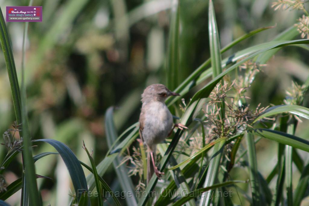 20170709bird-yuenlong_DSC9417.JPG