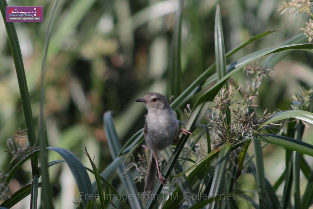 20170709bird-yuenlong_DSC9418.JPG