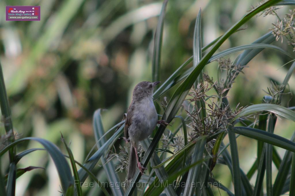 20170709bird-yuenlong_DSC9419.JPG