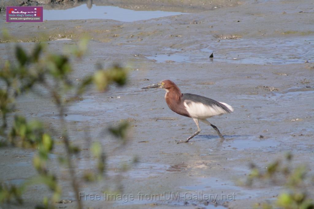 20170709bird-yuenlong_DSC9423.JPG