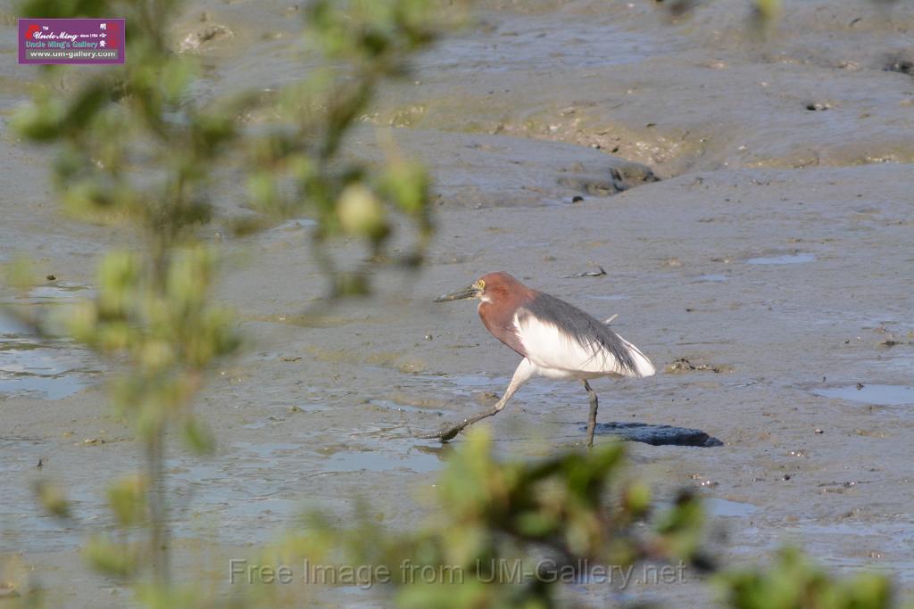 20170709bird-yuenlong_DSC9425.JPG