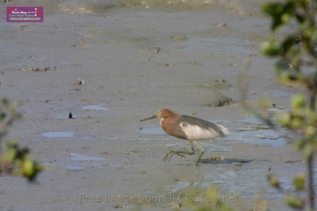 20170709bird-yuenlong_DSC9426.JPG