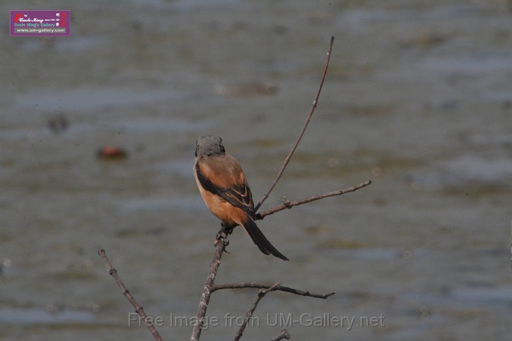 20171029bird01_DSC_9962.JPG