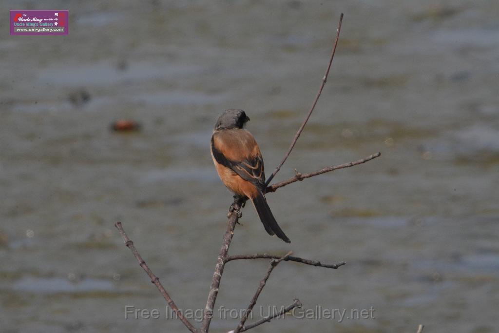 20171029bird01_DSC_9965.JPG