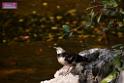 20170212sm-bln-city-park-bird_DSC_8768