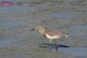 20171029bird01_DSC_9947