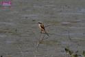 20171029bird01_DSC_9954