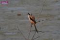 20171029bird01_DSC_9958