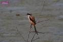 20171029bird01_DSC_9959