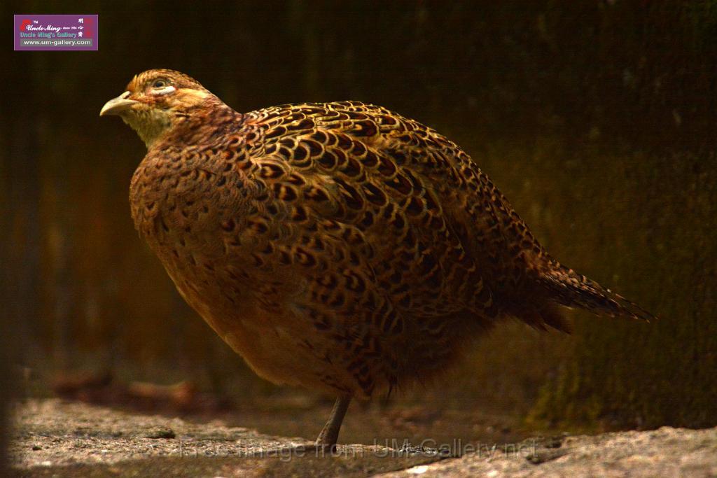 20180222hkpark_DSC_0867r.jpg