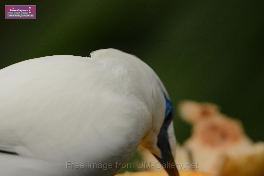 20180222hkpark_DSC_0908.JPG