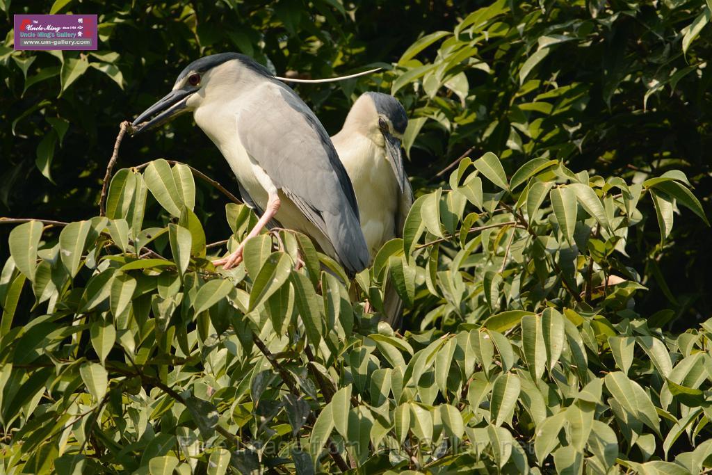 20180331birds-kowloon-park_DSC_1015.JPG