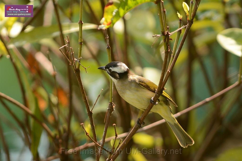 20180331birds-kowloon-park_DSC_1033.JPG