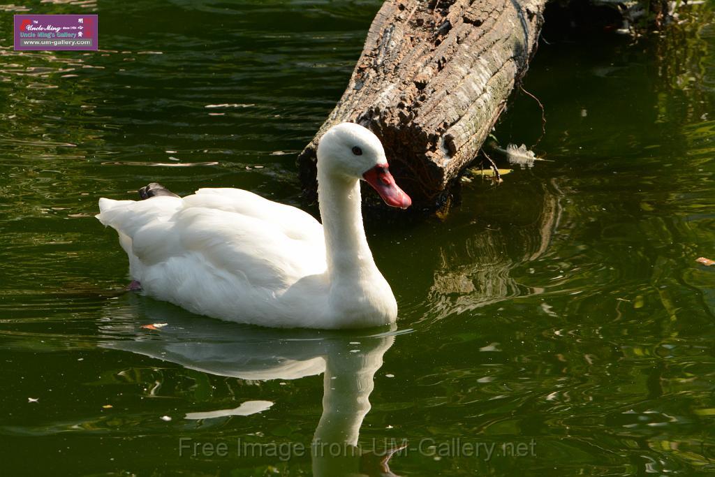 20180331birds-kowloon-park_DSC_1034.JPG