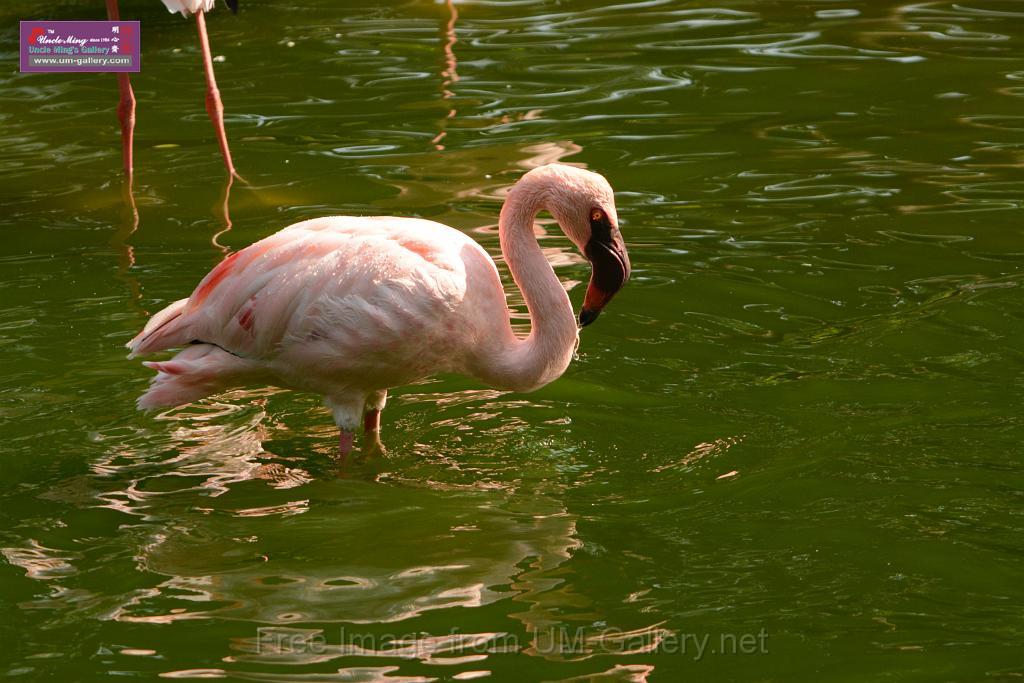 20180331birds-kowloon-park_DSC_1055.JPG