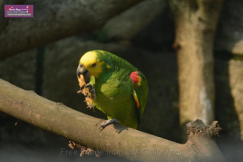 20180331birds-kowloon-park_DSC_1079.JPG