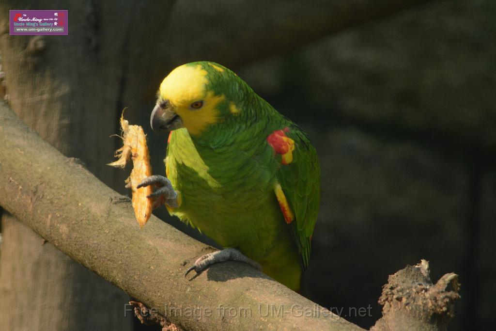 20180331birds-kowloon-park_DSC_1087.JPG