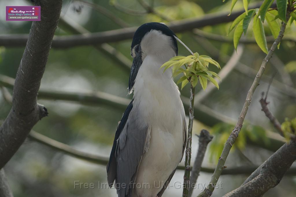 20180401birds-taipo-park_DSC_1096.JPG