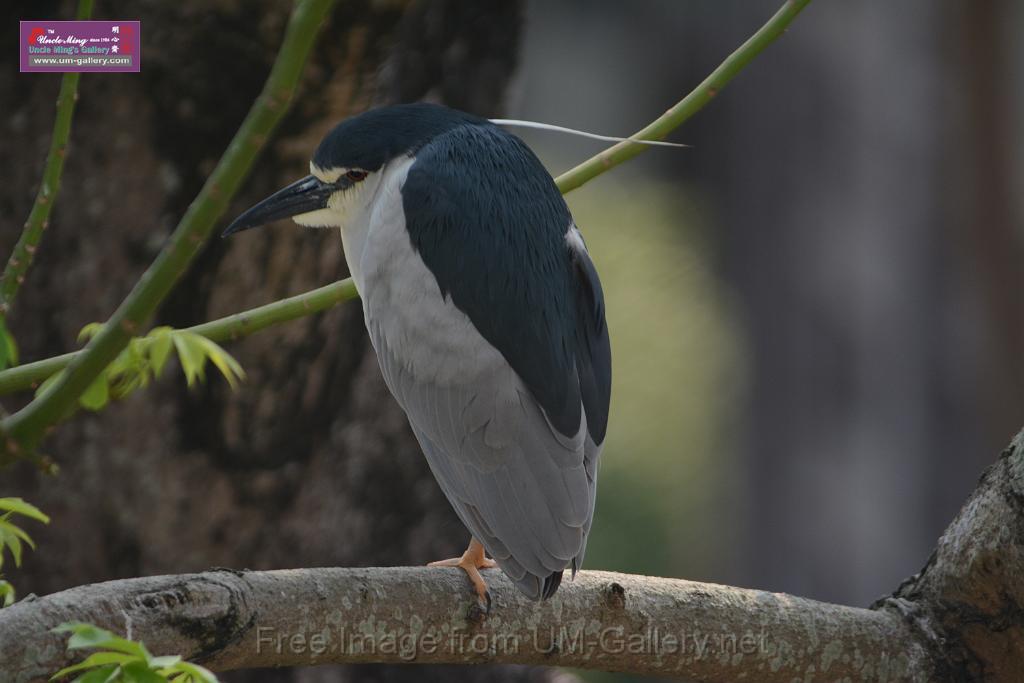 20180401birds-taipo-park_DSC_1099.JPG