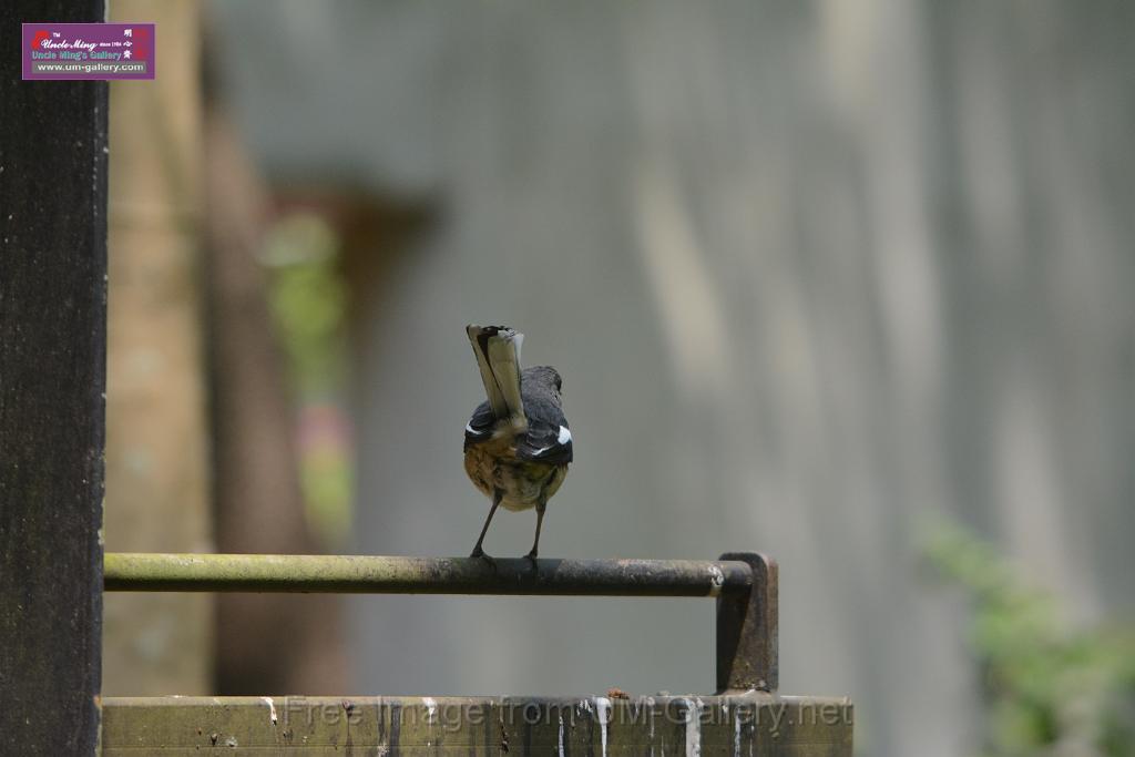 20180401birds-taipo-park_DSC_1174.JPG