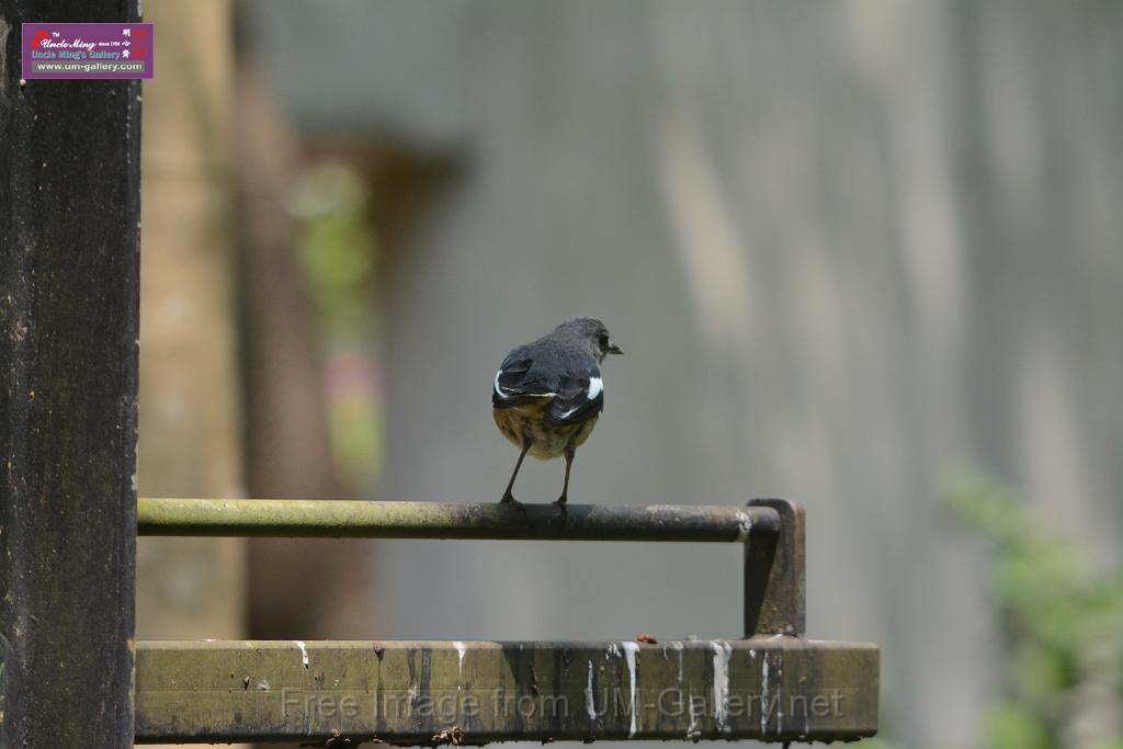 20180401birds-taipo-park_DSC_1175.JPG