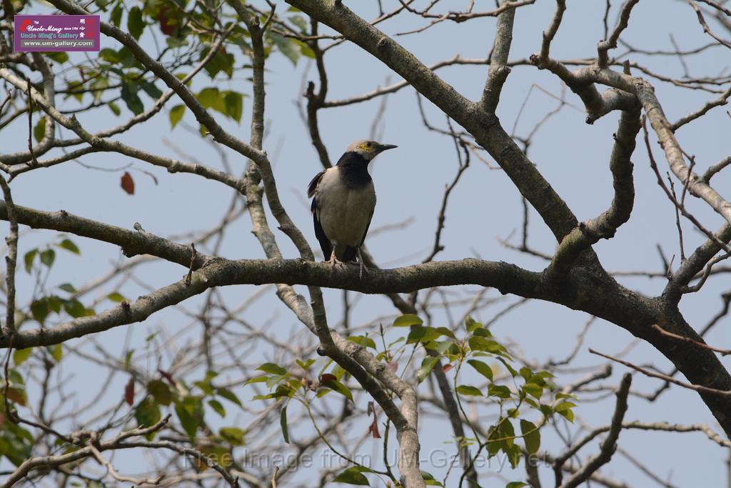 20180401birds-taipo-park_DSC_1182.JPG