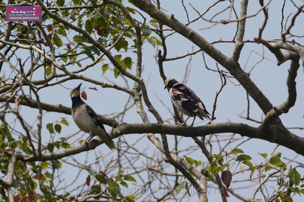 20180401birds-taipo-park_DSC_1188.JPG