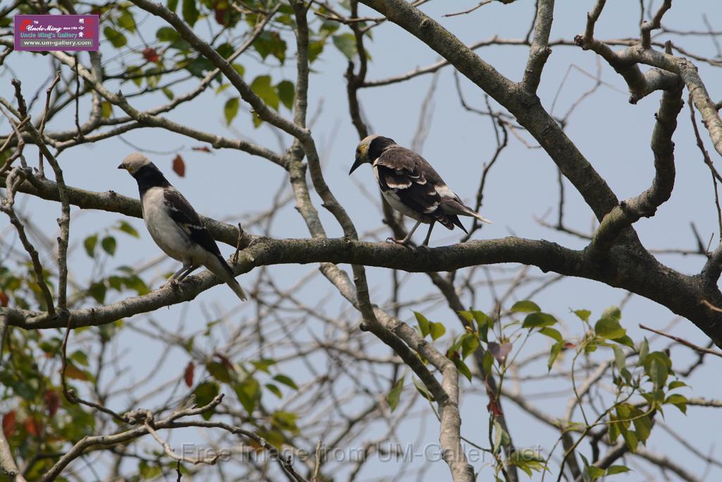 20180401birds-taipo-park_DSC_1190.JPG