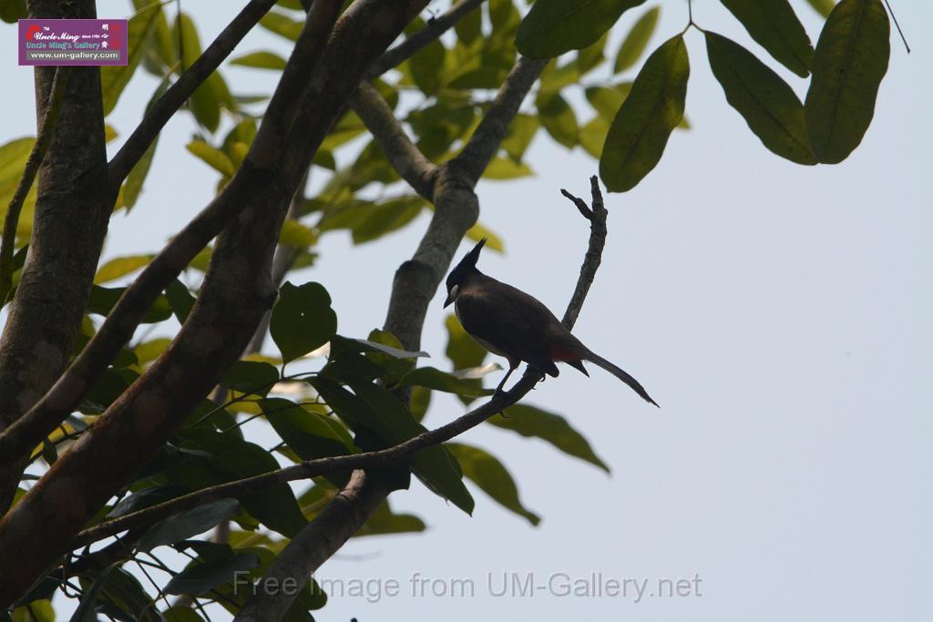 20180401birds-taipo-park_DSC_1194.JPG