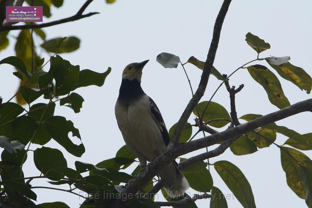 20180401birds-taipo-park_DSC_1196.JPG