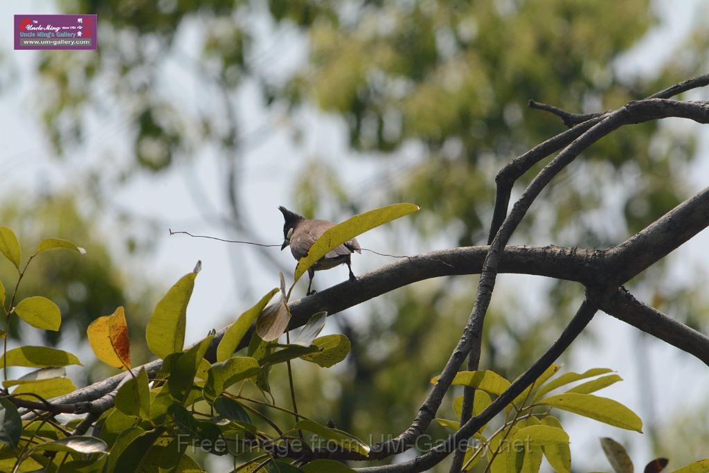 20180401birds-taipo-park_DSC_1202.JPG