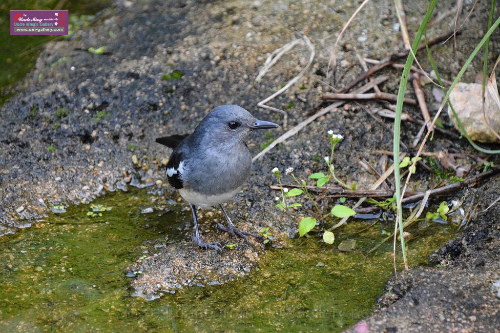 20190303bird-hk-parkDSC_2837.JPG