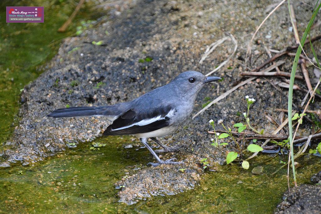 20190303bird-hk-parkDSC_2840.JPG