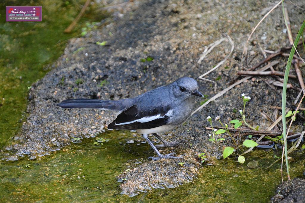 20190303bird-hk-parkDSC_2842.JPG