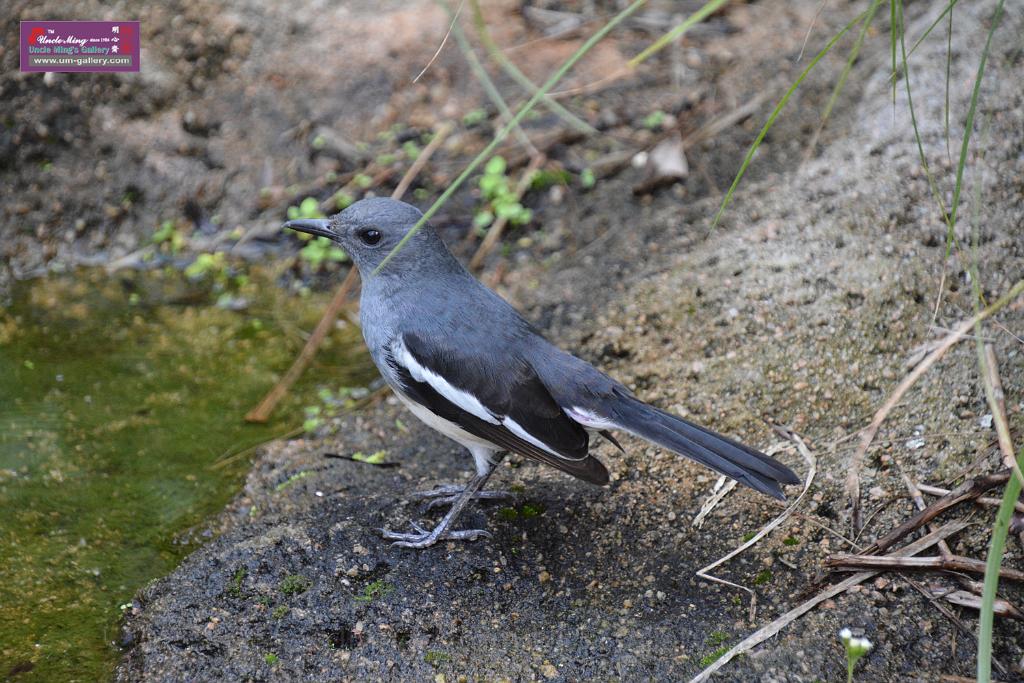 20190303bird-hk-parkDSC_2844.JPG