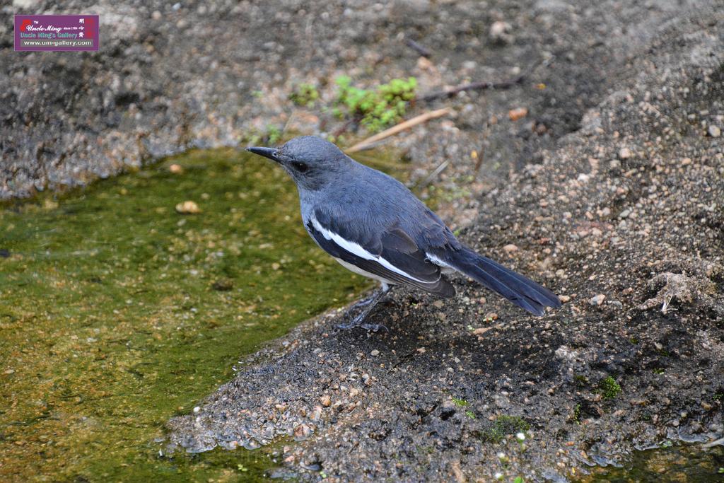 20190303bird-hk-parkDSC_2846.JPG