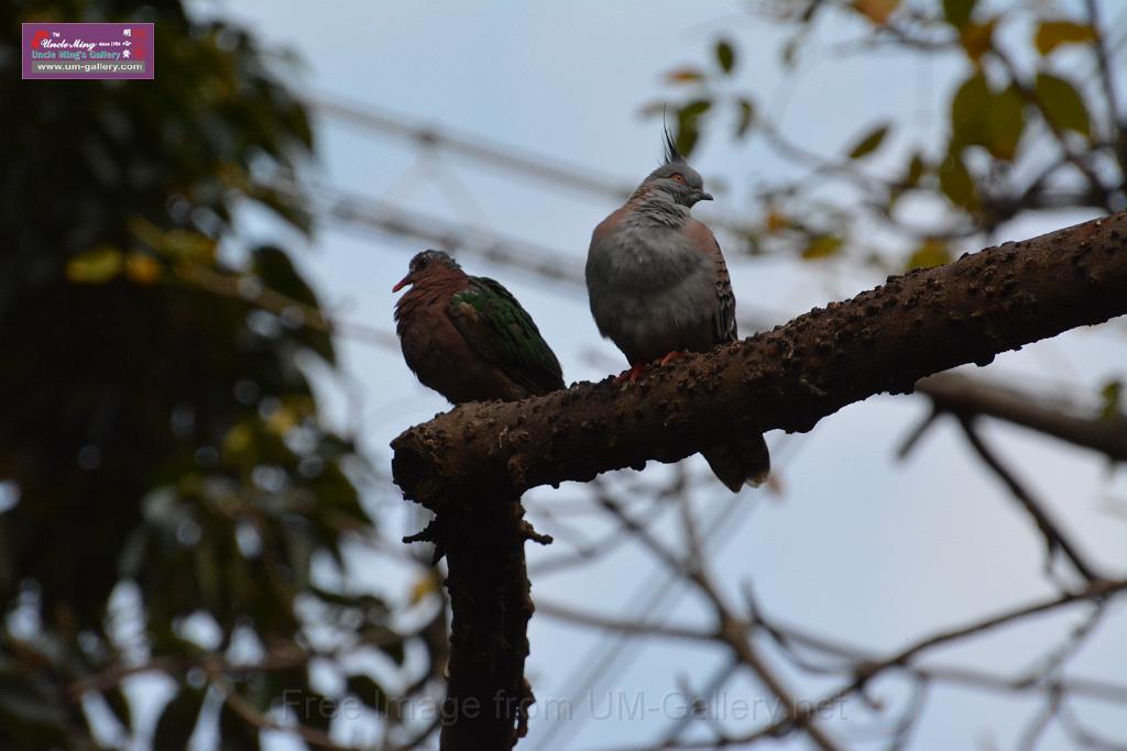 20190303bird-hk-parkDSC_2855.JPG