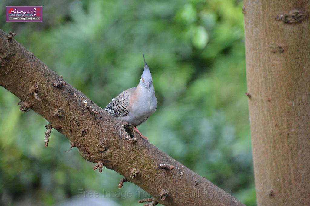 20190303bird-hk-parkDSC_2871.JPG