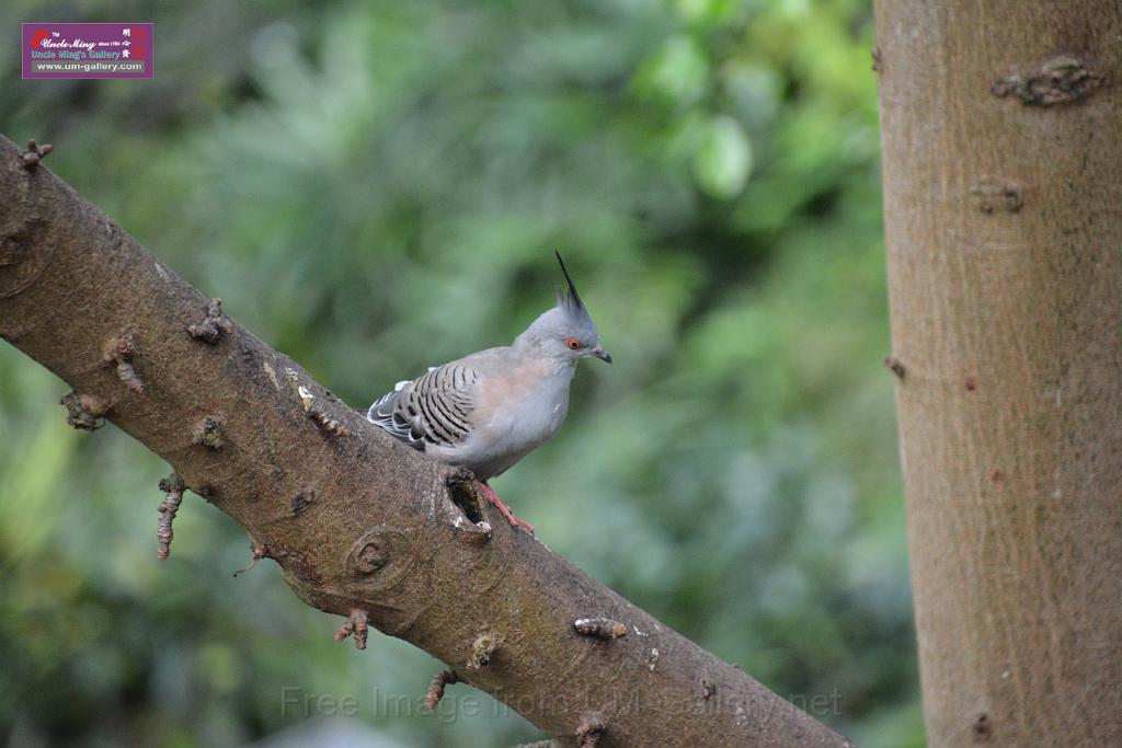 20190303bird-hk-parkDSC_2872.JPG