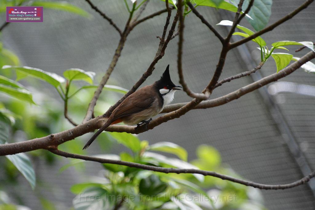 20190303bird-hk-parkDSC_2881.JPG