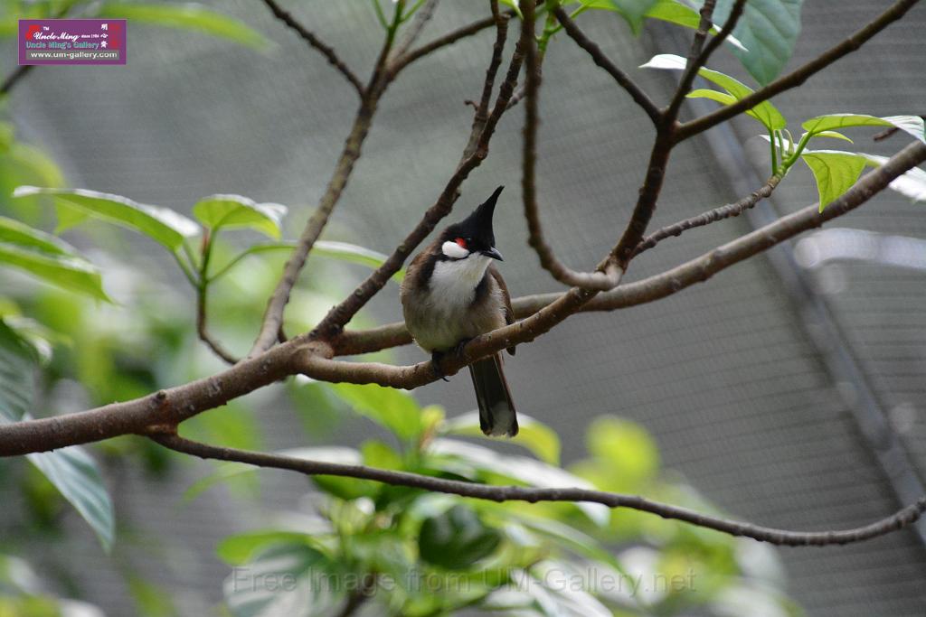 20190303bird-hk-parkDSC_2883.JPG