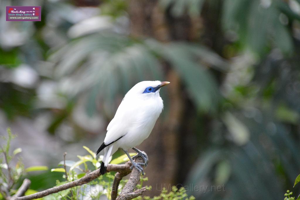 20190303bird-hk-parkDSC_2891.JPG