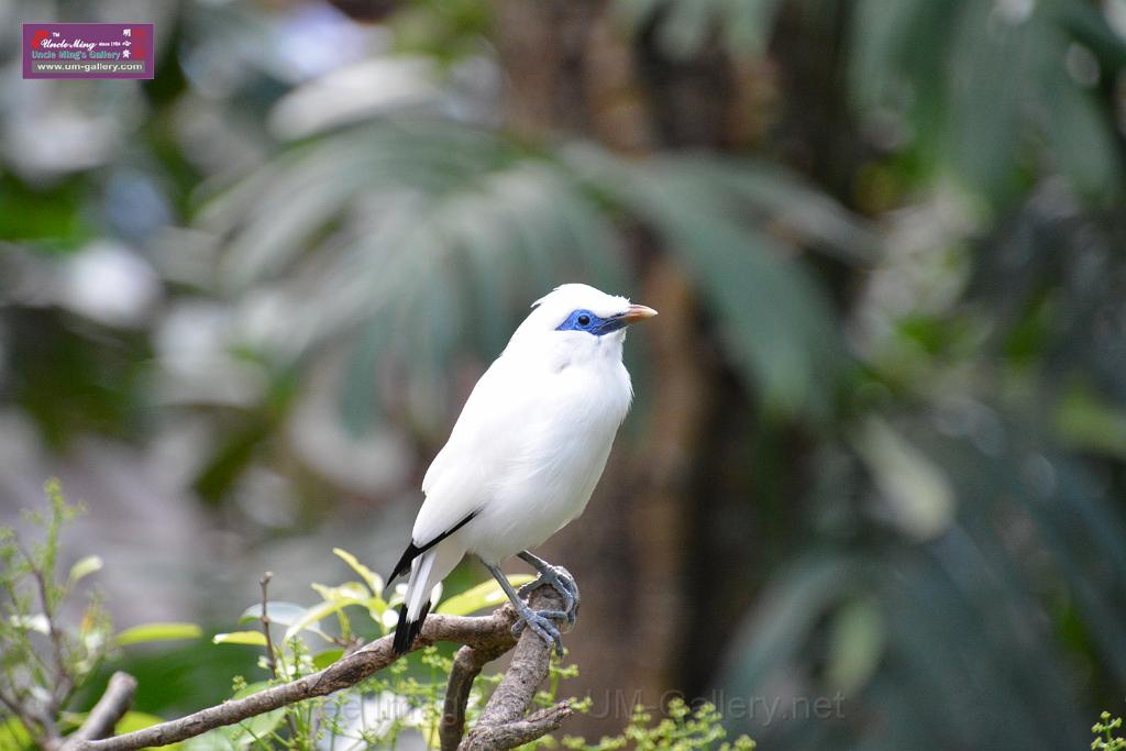 20190303bird-hk-parkDSC_2893.JPG