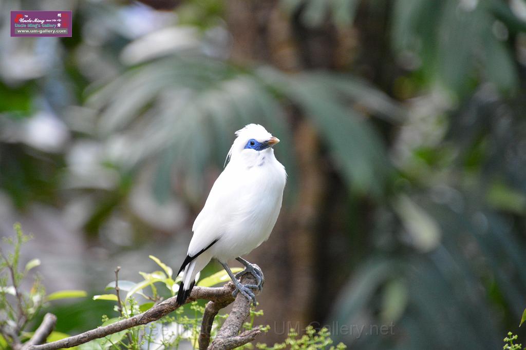 20190303bird-hk-parkDSC_2894.JPG