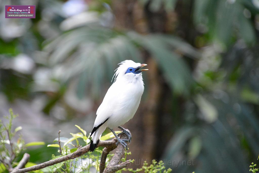 20190303bird-hk-parkDSC_2895.JPG