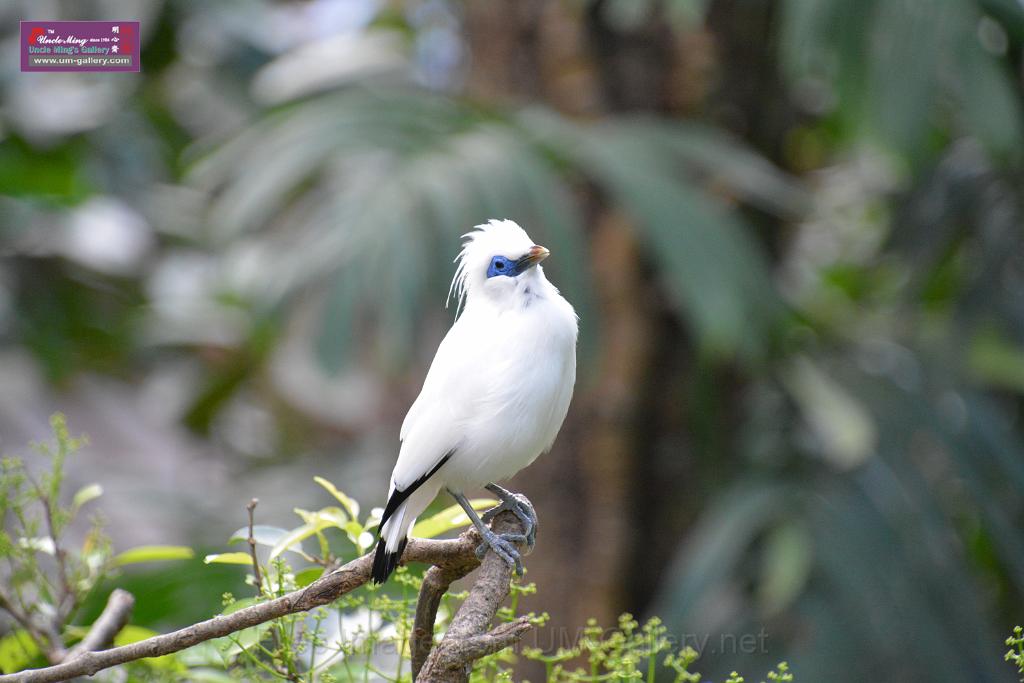 20190303bird-hk-parkDSC_2896.JPG