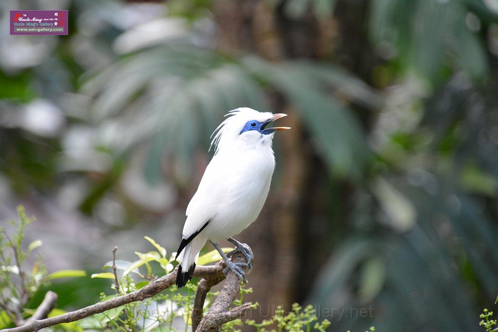 20190303bird-hk-parkDSC_2897.JPG