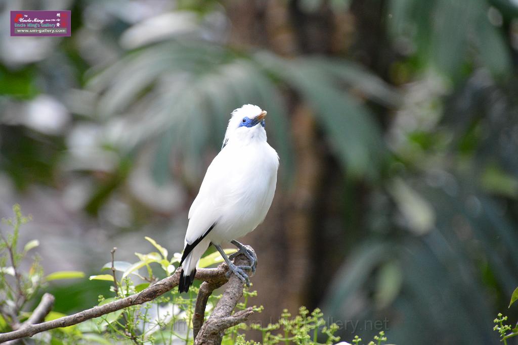 20190303bird-hk-parkDSC_2898.JPG